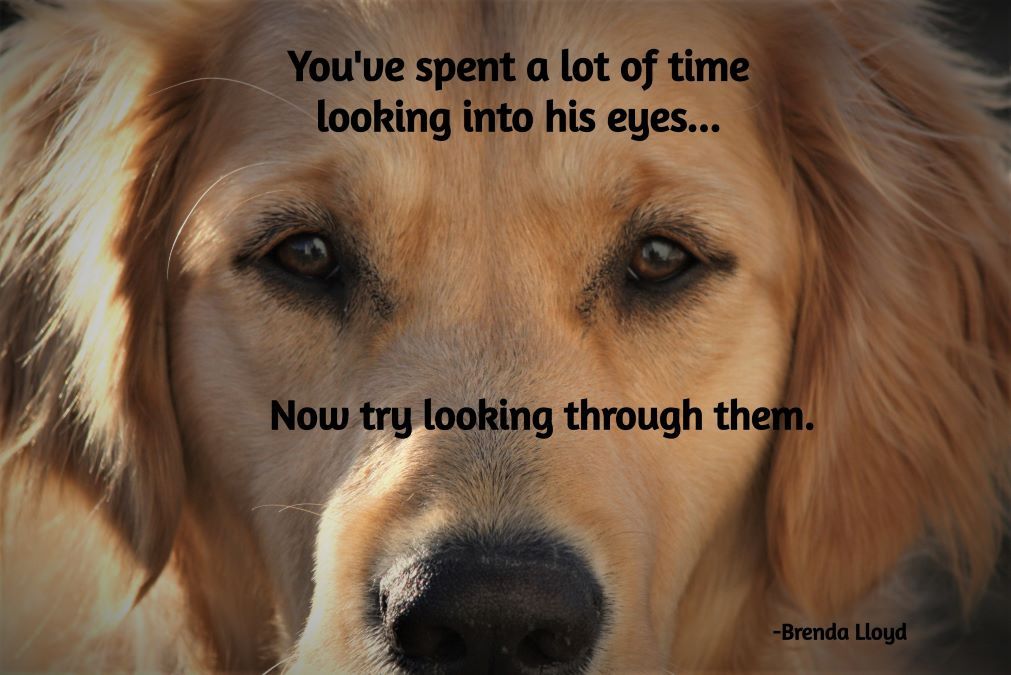 dog eyes, understanding dogs